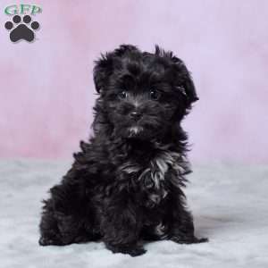 Oreo, Mini Aussiedoodle Puppy